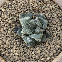 Rare Succulents - Haworthia Cooperi cv. Magic Thorn (2"-2.5")