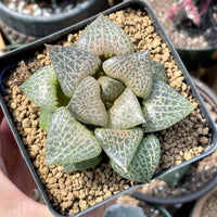 Rare Succulents - Haworthia Comptoniana Hakugei (3.5”)
