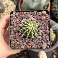 A hand is holding a small cactus plant in a black pot filled with small rocks.