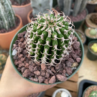 A hand holding a cactus plant in a green pot with a rocky bedding.