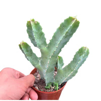 A hand is holding a potted cactus plant with its fingers gently touching the soil.