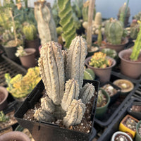 A hand is holding a potted cactus plant in a greenhouse filled with various cacti and succulents.