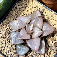 Rare Succulents - Haworthia Athena (2.5")
