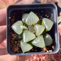 A hand is holding a small potted succulent plant with green, fleshy leaves.