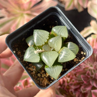 A hand is holding a small potted succulent plant with green leaves.