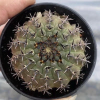 A close-up image of a cactus plant in a black pot, with its spines and center visible.