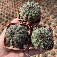 A hand holding three small cacti in terracotta pots, with a blurred background of more terracotta pots.