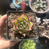 A hand is holding a small potted succulent with a vibrant green and red flower, surrounded by other potted succulents in various sizes and colors.