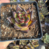 A hand is holding a small potted succulent plant with a vibrant red and yellow color pattern.