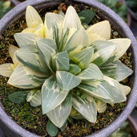 a potted plant with large, green leaves arranged in a circular pattern. The plant appears to be a succulent or cactus, with a mix of white and green colors. The plant is placed in a gray pot, which contrasts with the vibrant green leaves. The background is blurred, making the plant the focal point of the image.