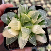 A hand is holding a small potted succulent plant with green and white leaves.