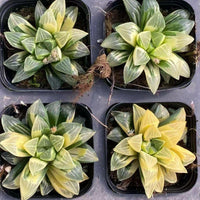 four potted succulent plants with distinct green and yellow hues, arranged in a square pattern.