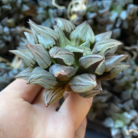 Rare Succulents - Haworthia magnifica var. atrofusca