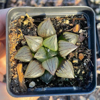 Rare Succulents - Haworthia magnifica var. atrofusca