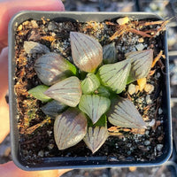 Rare Succulents - Haworthia magnifica var. atrofusca