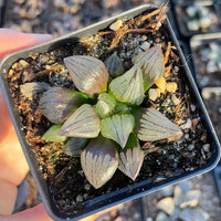 Rare Succulents - Haworthia magnifica var. atrofusca