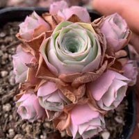 A close-up image of a potted succulent plant with a large, vibrant green center surrounded by delicate pink petals.