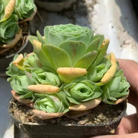 A hand is holding a potted succulent plant with green leaves and yellow flowers.