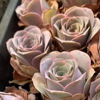 a close-up view of several succulent plants with delicate, rosette-shaped leaves in shades of pink and green.