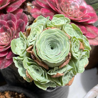 Rare Succulents - Aeonium Greenovia Moonlight Cluster