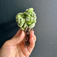 A hand holding a small green succulent plant with its roots exposed against a dark background.