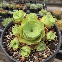 A potted succulent plant with multiple green, spiral-shaped leaves sits in a black pot filled with pebbles and soil.