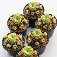 a collection of potted succulent plants with green leaves and brown stems, arranged in a visually appealing manner.