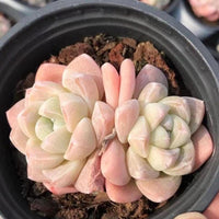 A close-up image of a potted succulent plant with pink and white leaves, placed on a bed of soil.