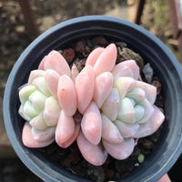 A close-up image of a potted succulent plant with pink and green leaves.