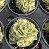 a close-up view of several potted succulent plants with vibrant green leaves and a textured appearance.