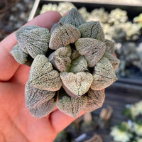A hand holding a cluster of small, spiky green leaves or plants.