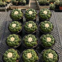 Rare Cactus - Coryphantha Elephantidens cv. Inermis 3", Live Plants