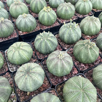 a collection of green cacti in black pots, arranged in rows and displaying their distinctive spines and textures.