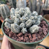 A hand is holding a green pot containing a cactus plant with small, white, spiny leaves.