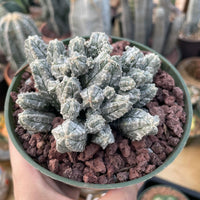 A hand is holding a green pot containing a group of small, white-spiny cacti or succulents.