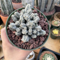 A hand is holding a green pot containing a cactus plant with small, white, spiny leaves. The pot is filled with small rocks, providing a natural environment for the cactus.