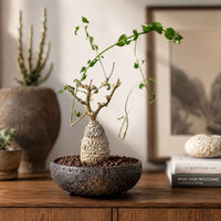 A small bonsai tree in a black bowl sits on a wooden surface, surrounded by other potted plants and decorative items.