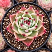 A close-up view of a succulent plant with a vibrant pink and green color pattern, surrounded by soil and small white pebbles.