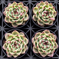 four potted succulent plants with green and pink leaves, arranged in a grid-like pattern on a black background.