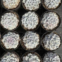 a collection of potted succulent plants arranged in a grid-like pattern.