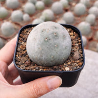 A hand is holding a small cactus plant in a black pot, with a blurred background of similar cacti.