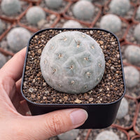 A hand is holding a small cactus plant in a black pot, with a blurred background of similar cacti.