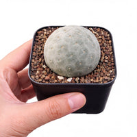 A hand is holding a small cactus plant in a black pot filled with small rocks.