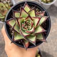 A hand holding a potted succulent plant with a star-shaped, multi-colored flower.