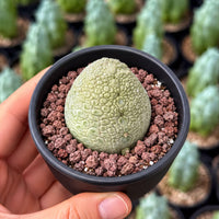 A hand is holding a small cactus plant in a black pot with a textured surface and brown gravel.