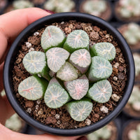 A hand is holding a small black pot containing a group of green succulent plants with pink and white centers.