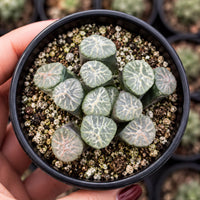A hand is holding a black pot containing a collection of small, green cacti with intricate patterns on their leaves.