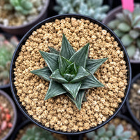 A potted succulent plant with a star-shaped leaf arrangement, surrounded by small pebbles or gravel.