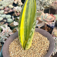 Rare Succulents - Sansevieria masoniana whale fin variegated (8”-10”)