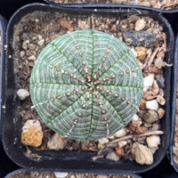 A cactus plant with a textured green surface and red and white accents, growing in a black pot filled with rocks and soil.